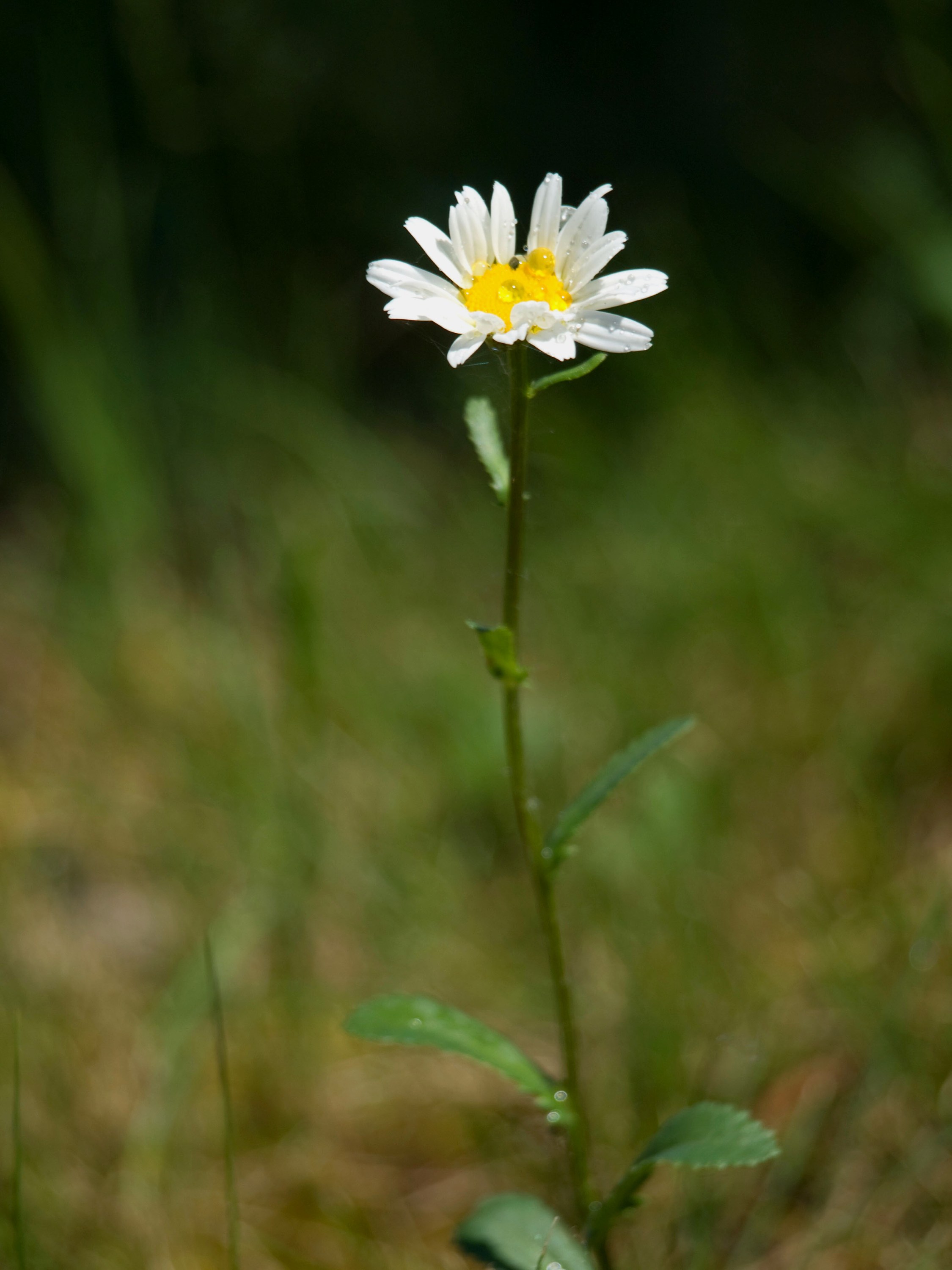 Příroda-10.jpg